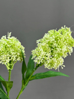 Скимия белая (h58 см)