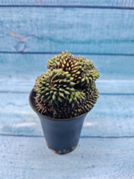 Gymnocalycium Spineless Crested form (Гимнокалициум Кристатный)