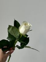 Роза белая (60 см) АКЦИЯ