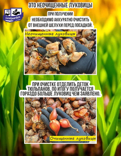 Тюльпан Луковица, Вайт Флаг, 8+ шт