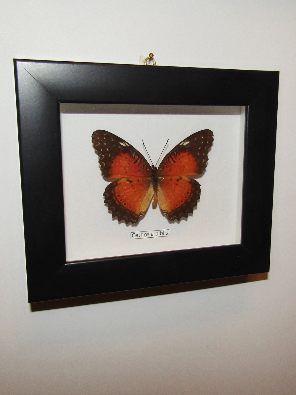 Бабочка Cethosia biblis в рамке