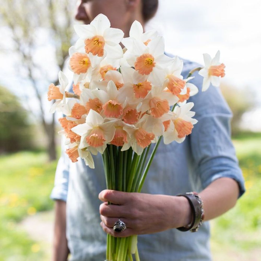 Нарцисс Акцент Закупка М79 сентябрь 2026