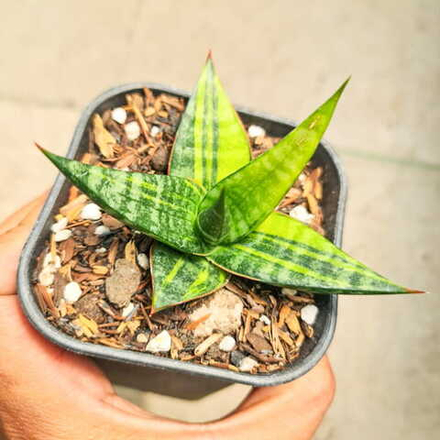 Сансевиерия BLORONG VAR