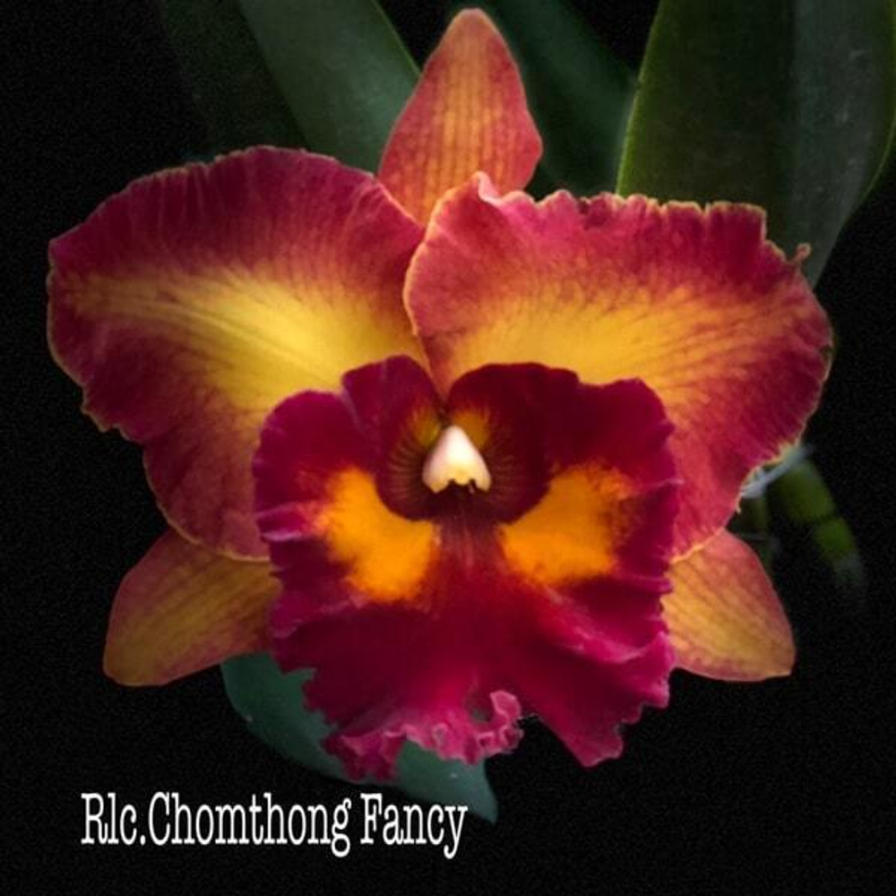 Орхидея ринхолелиокаттлея RLC. CHOMTHONG FANCY