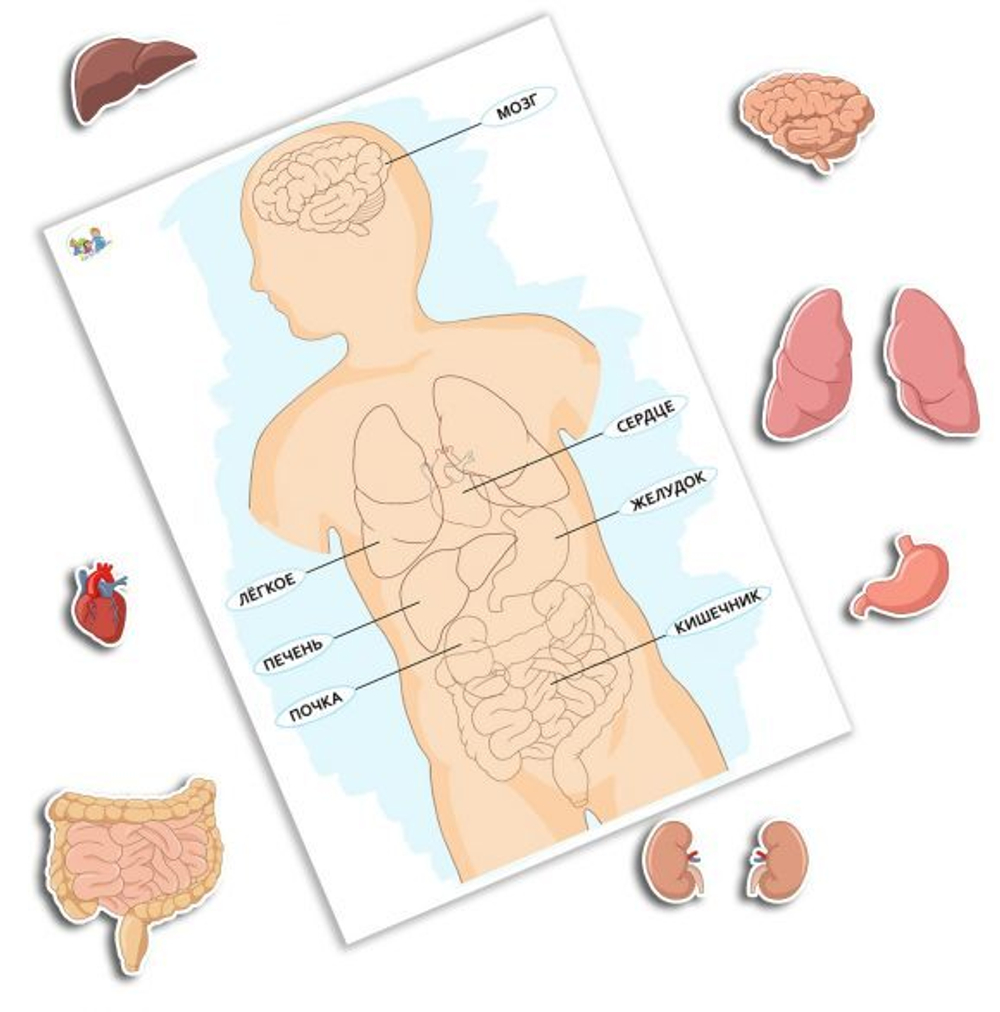 Игра на липучках Мои органы