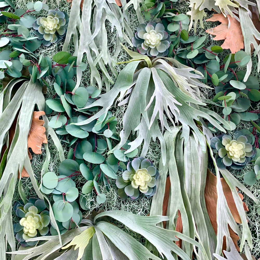 Платицериум 48 см