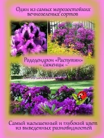 Рододендрон Распутин морозостойкий