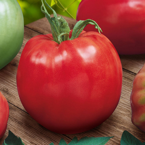 Томат Калабрези