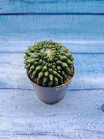 Gymnocalycium Spineless Crested form (Гимнокалициум Кристатный)