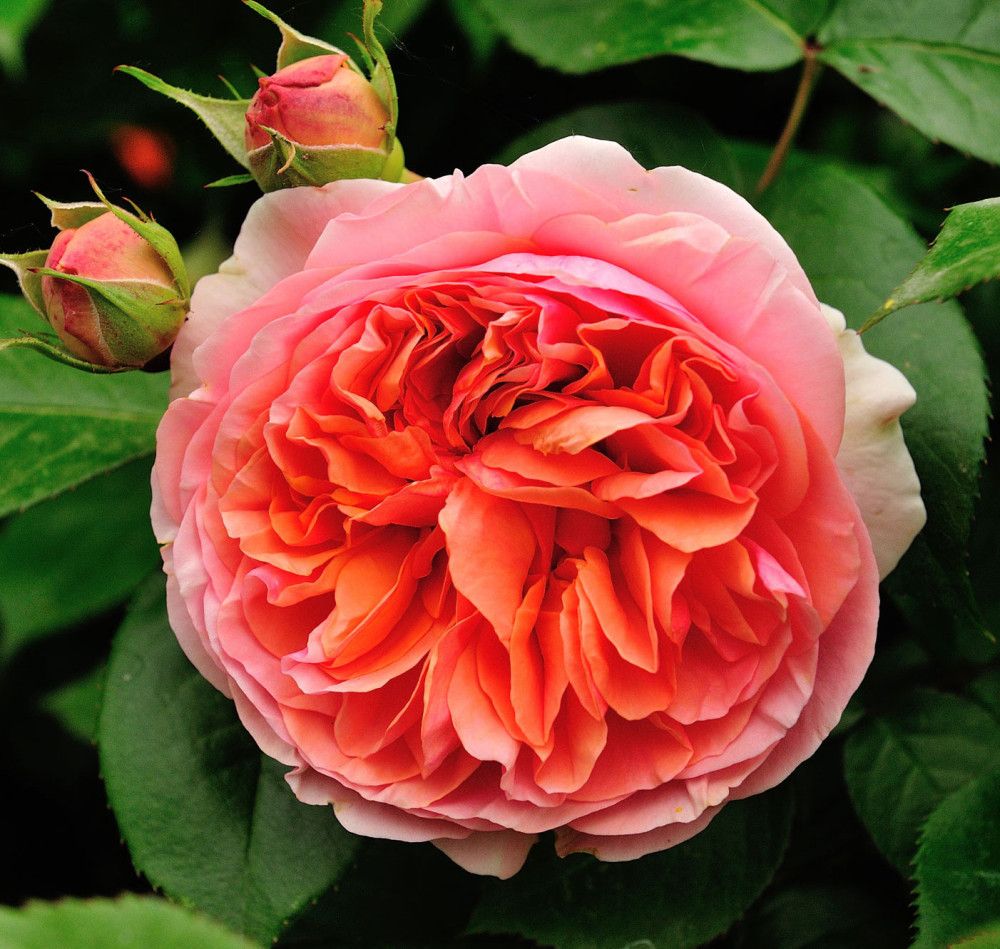 Чиппендейл (Chippendale)