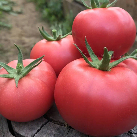 АМФИОН F1 семена томата Vilmorin семена цена – фото 3