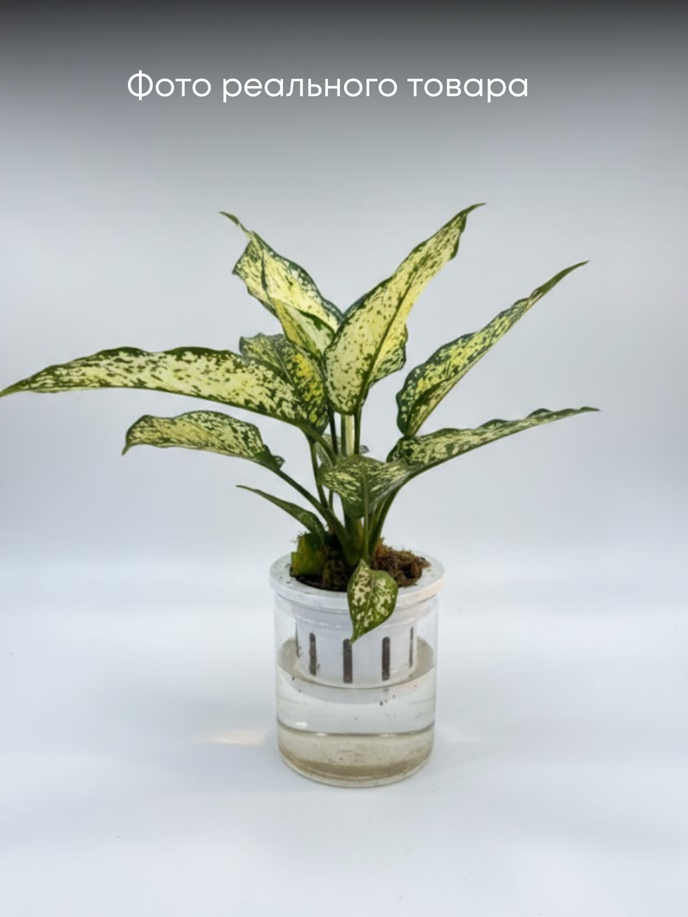 Аглаонема Jadeite д.11 горшок с автополивом