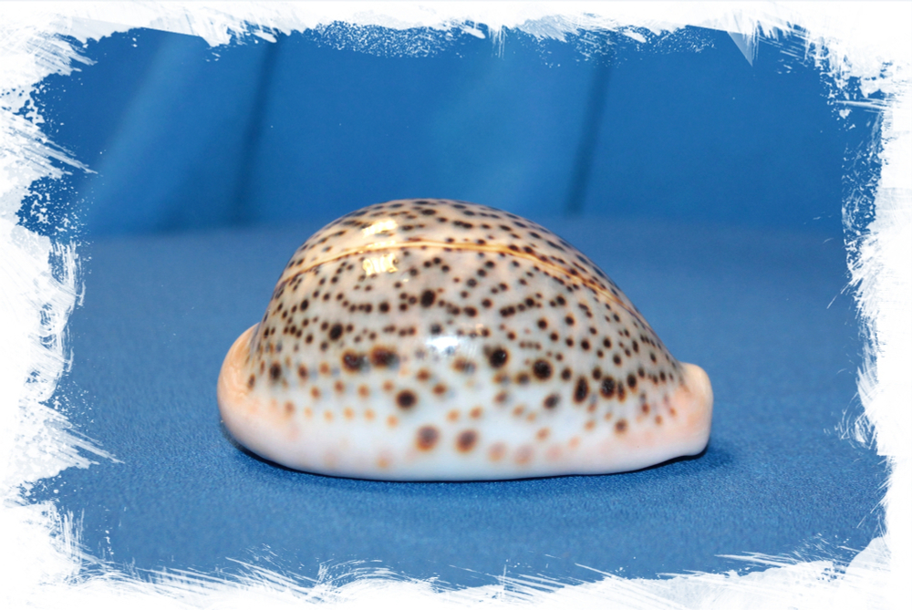 Ципрея Пантерина (Cypraea pantherina)