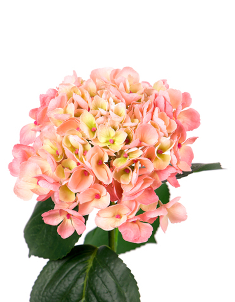 Гортензия крупнолистная на стебле - Персиково-розовый