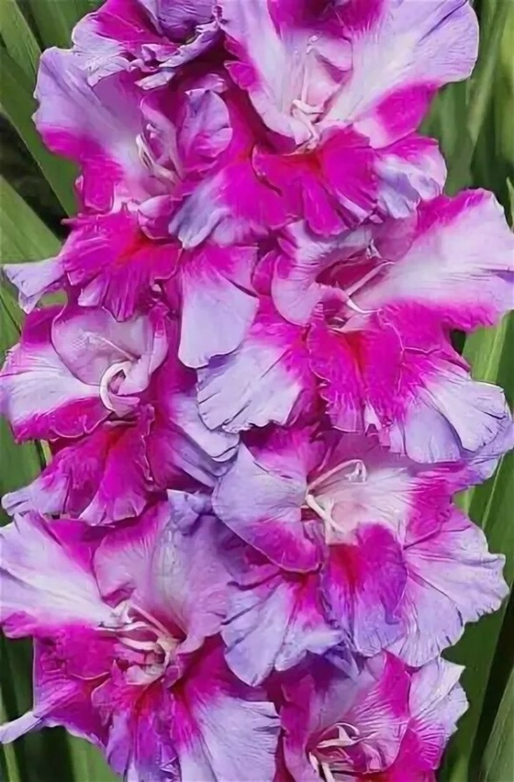 Гладиолус Purple Art