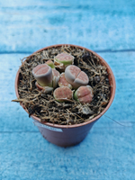 Lithops sp. (Литопсы)