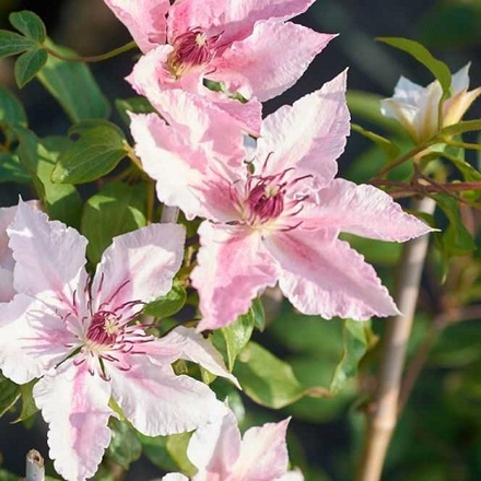 Клематис Pink Fantasy