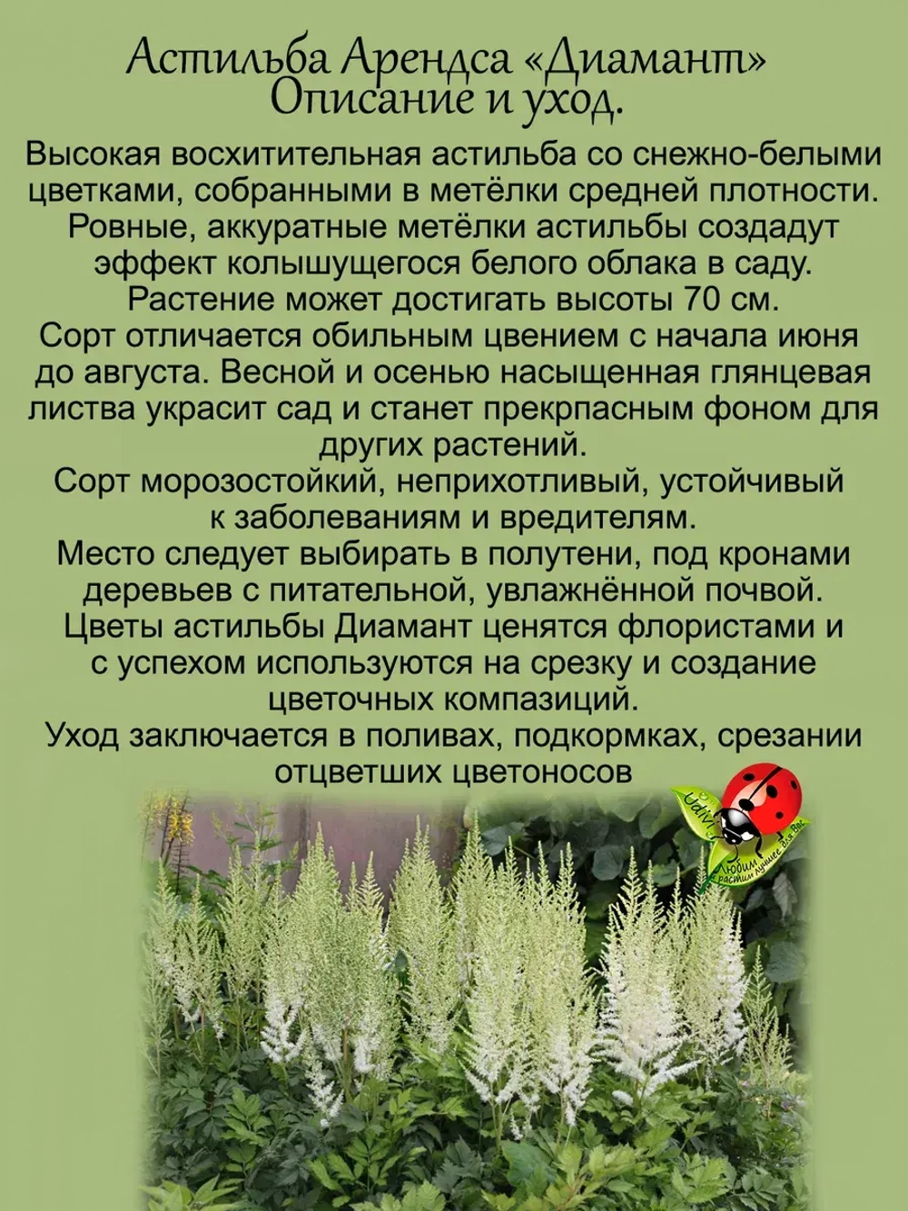 Астильба Диамант многолетняя