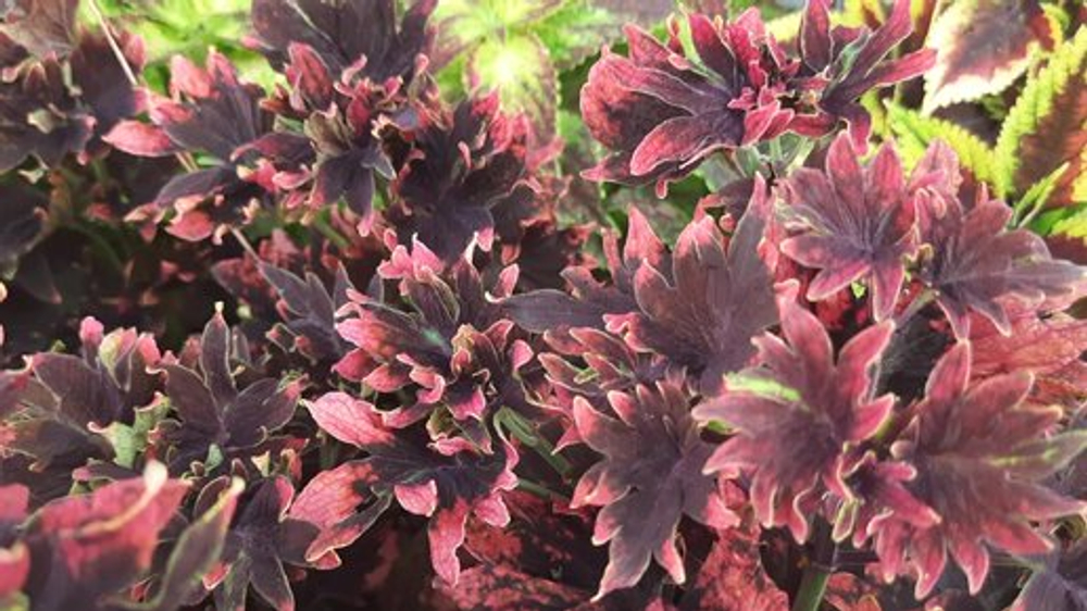 Колеус Hot Embers укорененный черенок, ОКС