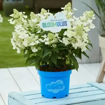 Кумулус Облачная серия (Bloomulus Cumulus) р9 (0.5л.) ИЮЛЬ 2026