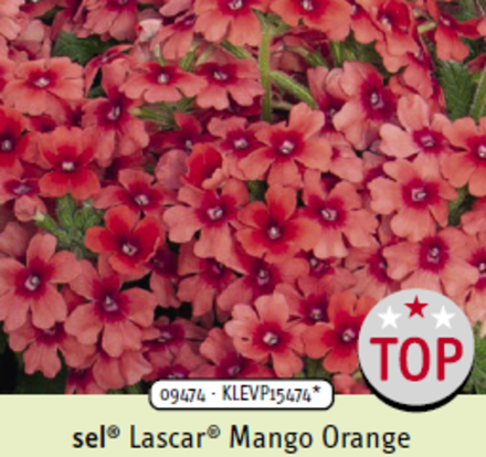 ЕВРО Вербена Lascar Mango Orange укорененный черенок ОКС начало декабря