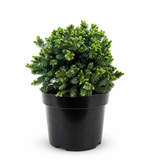 Ель сизая "Echiniformis"