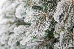 Ель искусственная Стильная заснеженная 185 см., литая хвоя+пвх, Black Box (74003)