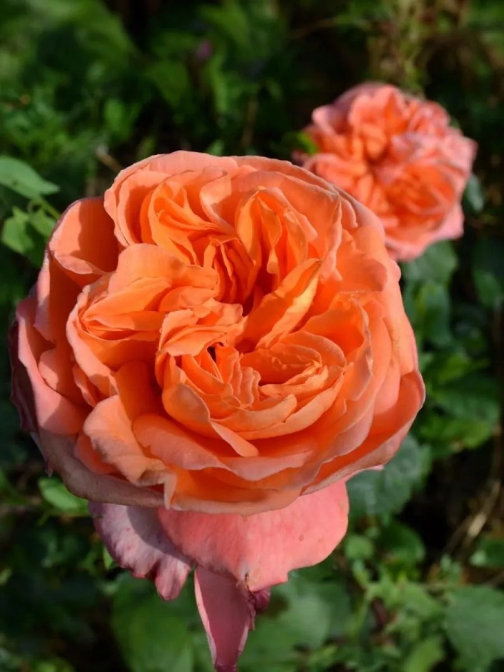 Роза чайно-гибридная Рене Госсини