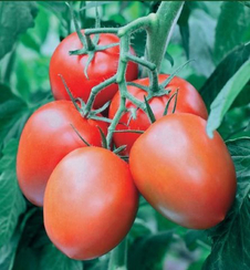 Т-34 F1 семена томата индетерминантного (Гавриш)