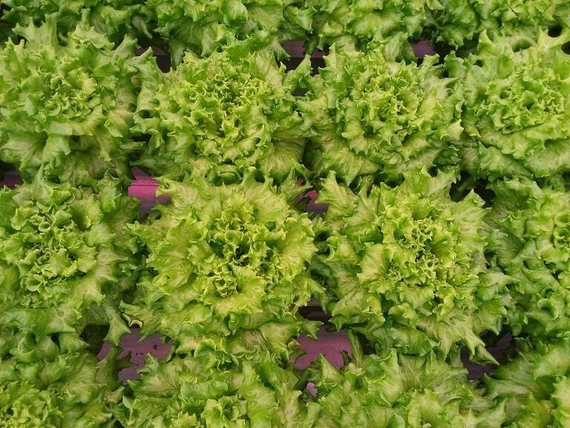 Бассари семена салата (Nunhems / Нюнемс) продукт – фото 1