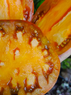 Огненный гребень охра (Cresta di Fuoko ochre) сорт томата