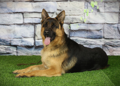 ЭДИСОН Из Поместья Боговик - 01.09.2024 д.р.