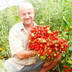 Помидоры Geranium Kiss
