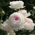 Роза флорибунда Герцогиня Кристиана С4