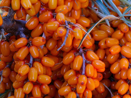 Облепиха "Превосходная" ЗКС