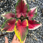 Каладиум RAK OEI – I LOVE YOU