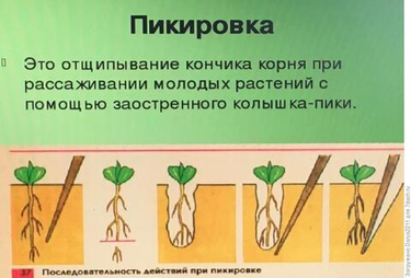 Пикируем ранние посевы: как правильно рассадить сеянцы, чтобы они не болели