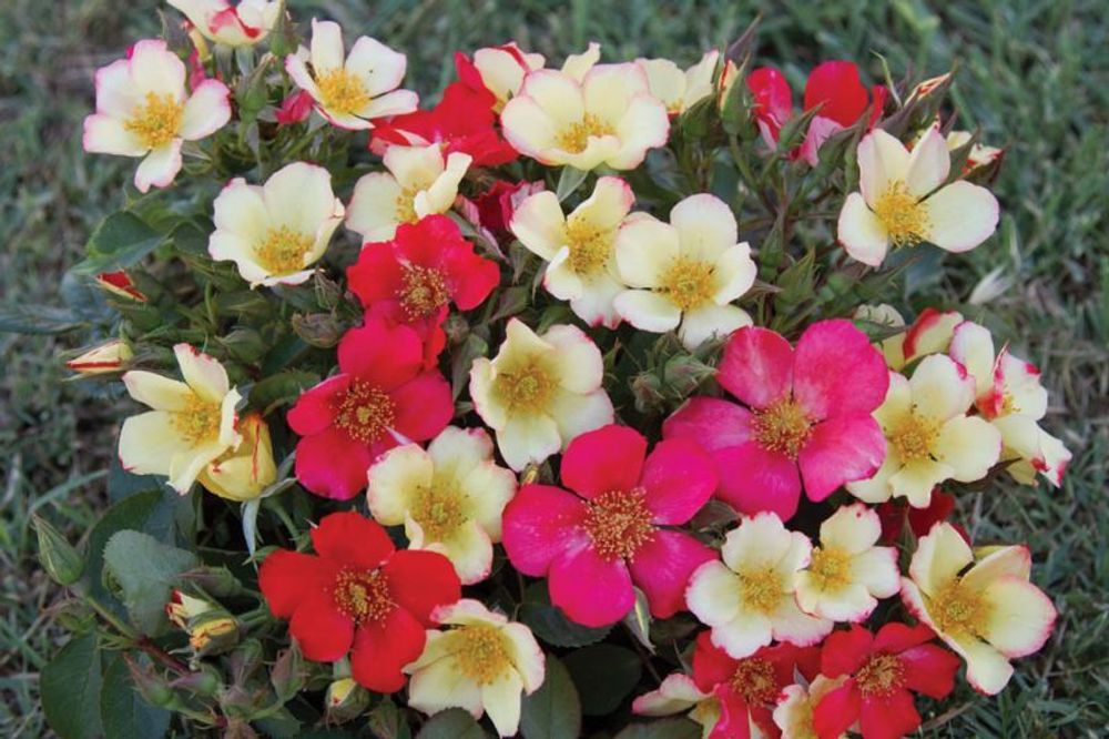 Солелуна (Soleeluna)