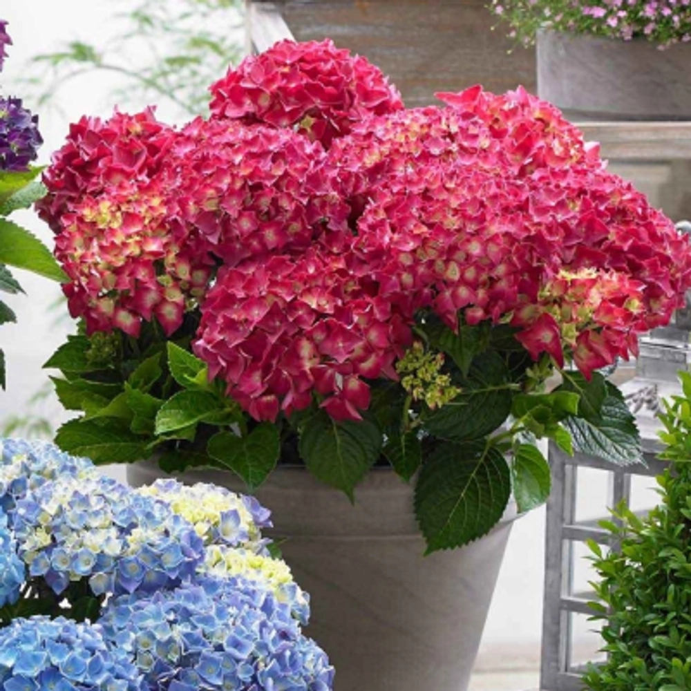 Red Reggae / Рэд Регги (Стандарт поставки Р9)2025г