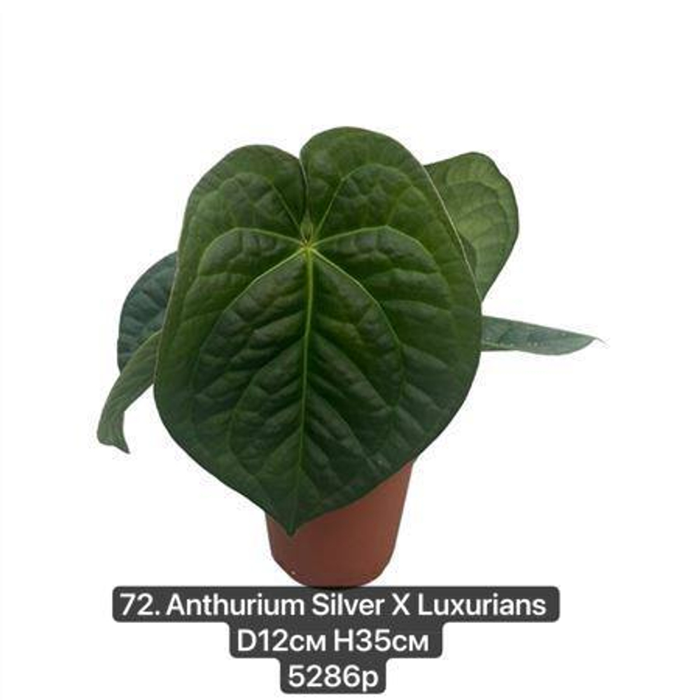 72. Антуриум Сильвер & Люксурианс (Anthurium Silver X Luxurians) D12см Н35см