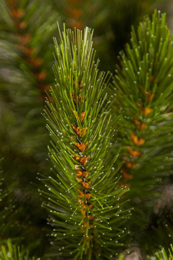 Ель Лесная красавица  215см Пристенная зеленая Triumph Tree