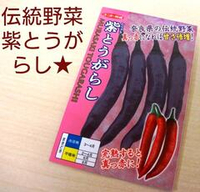 Сладкий Фиолетовый Японский Чили Перец Мурасаки Тогараши Ямато - 紫とうがらし