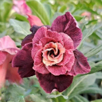 Адениум MAYURA