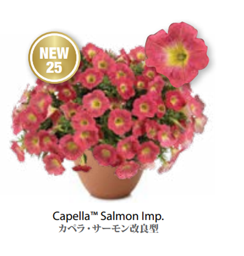 ЕВРО Petunia Capella Salmon Imp укорененный черенок ноябрь