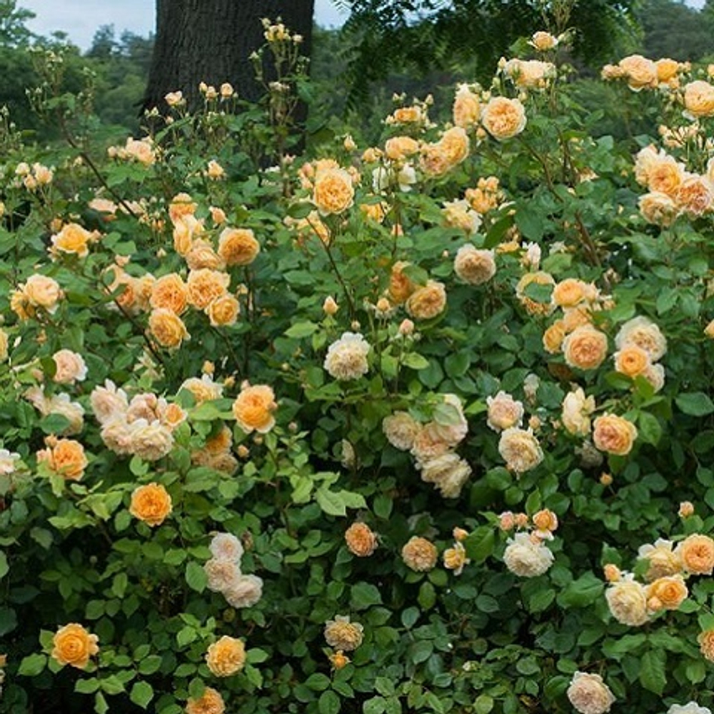 Роза английская Crown Princess Margareta