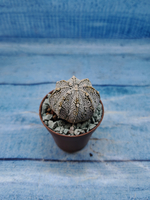 Astrophytum Asterias "Super Kabuto" (Астрофитум)