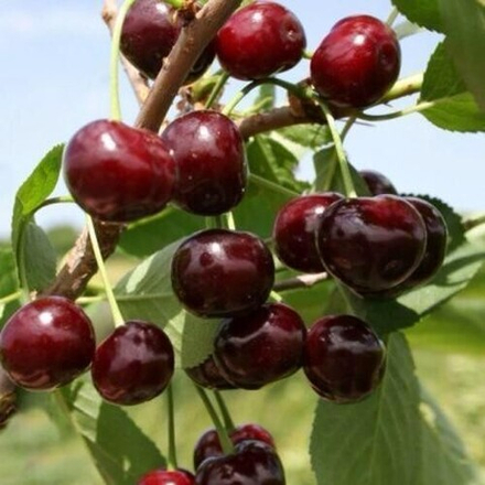 Вишня ЛИВЕНСКАЯ