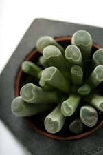 Литопс (8 см)