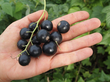 Смородина чёрная Селеченская 2