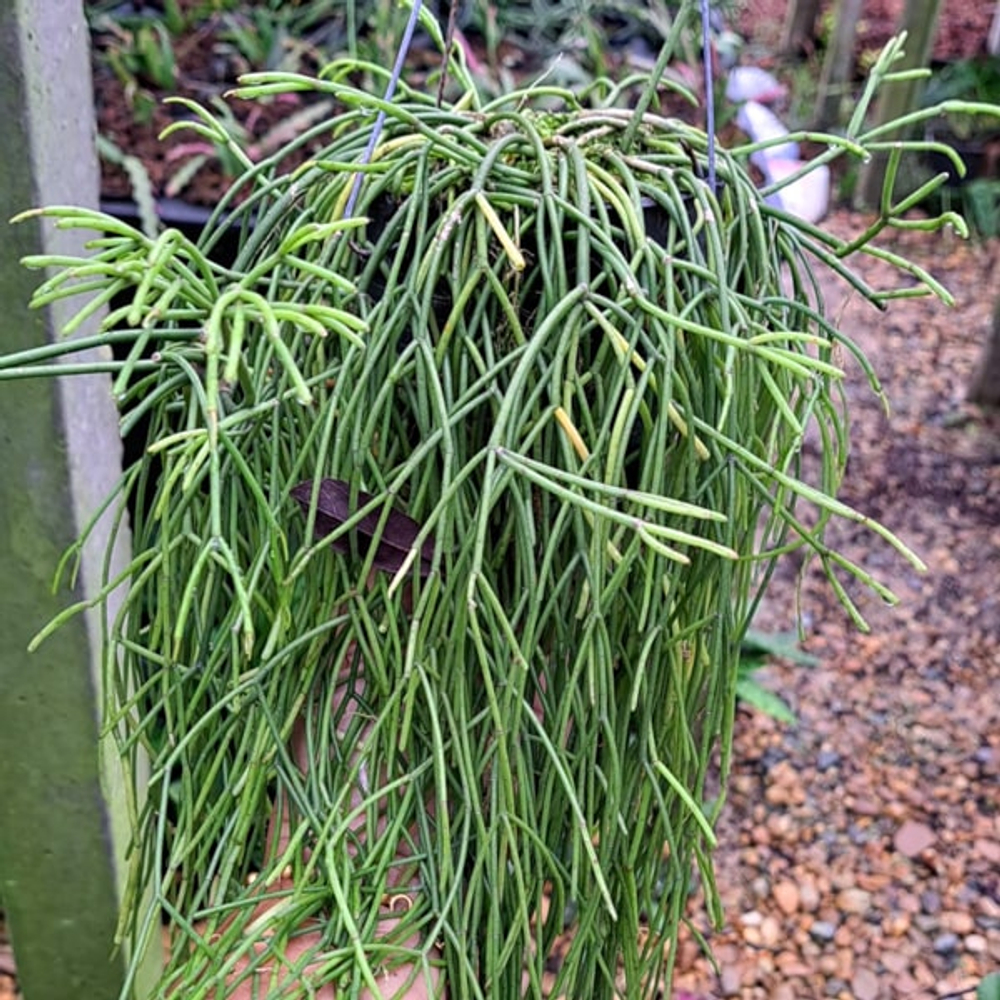 Рипсалис BACCIFERA BACCIFERA